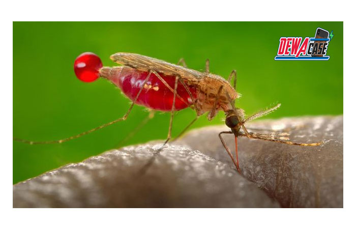 7 Cara Mengobati Gigitan Nyamuk di Rumah